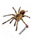 Aleta Elkadart Pro 1837 Death Spider